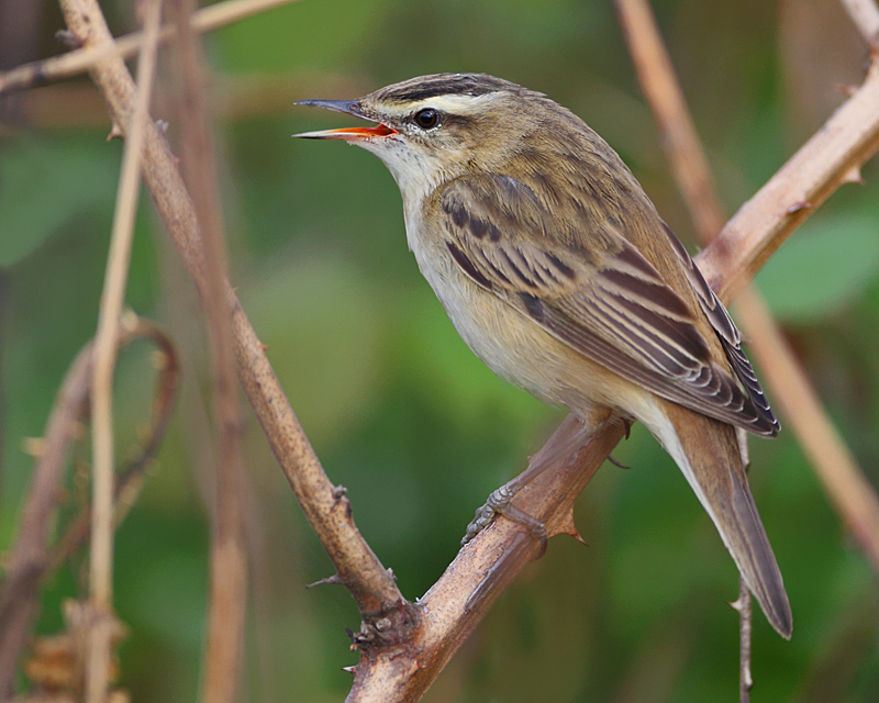 Sedge Warbler