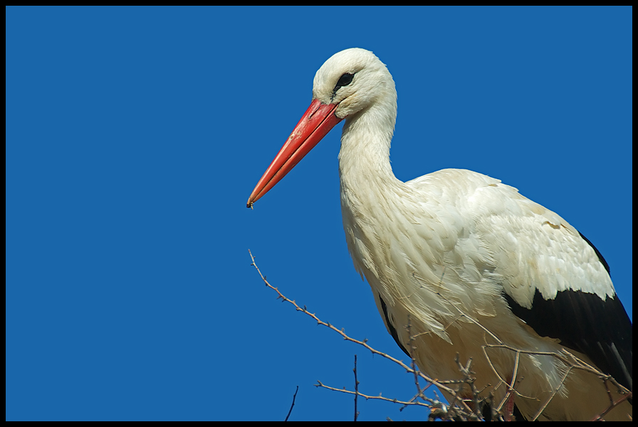 White Stork