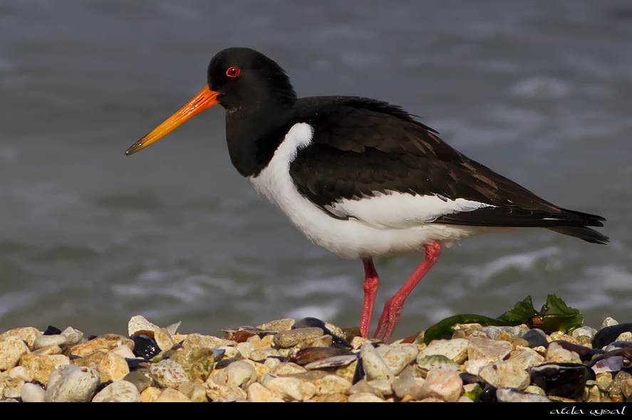 Eurasian Oystercatcher
