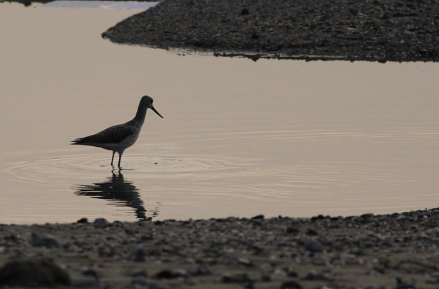 Common Greenshank