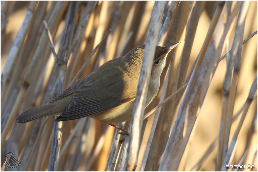 Marsh Warbler