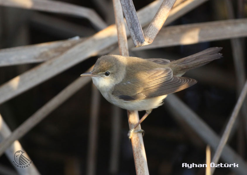 Marsh Warbler