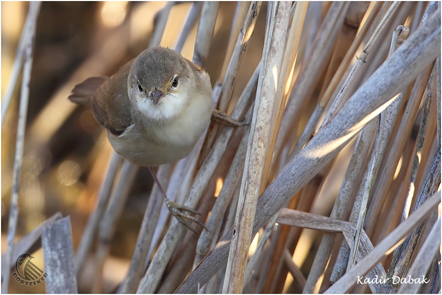 Marsh Warbler