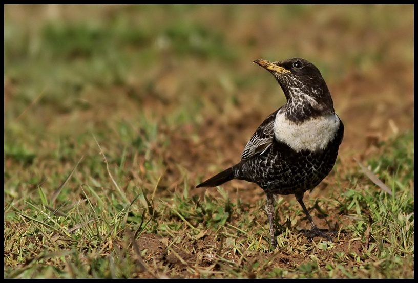 Ring Ouzel