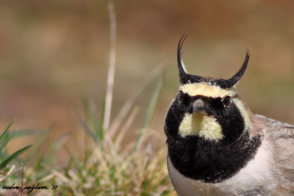 Horned Lark