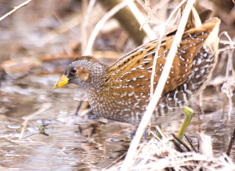 Spotted Crake