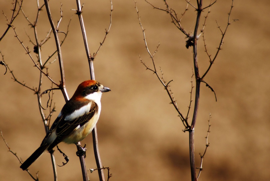 Woodchat Shrike
