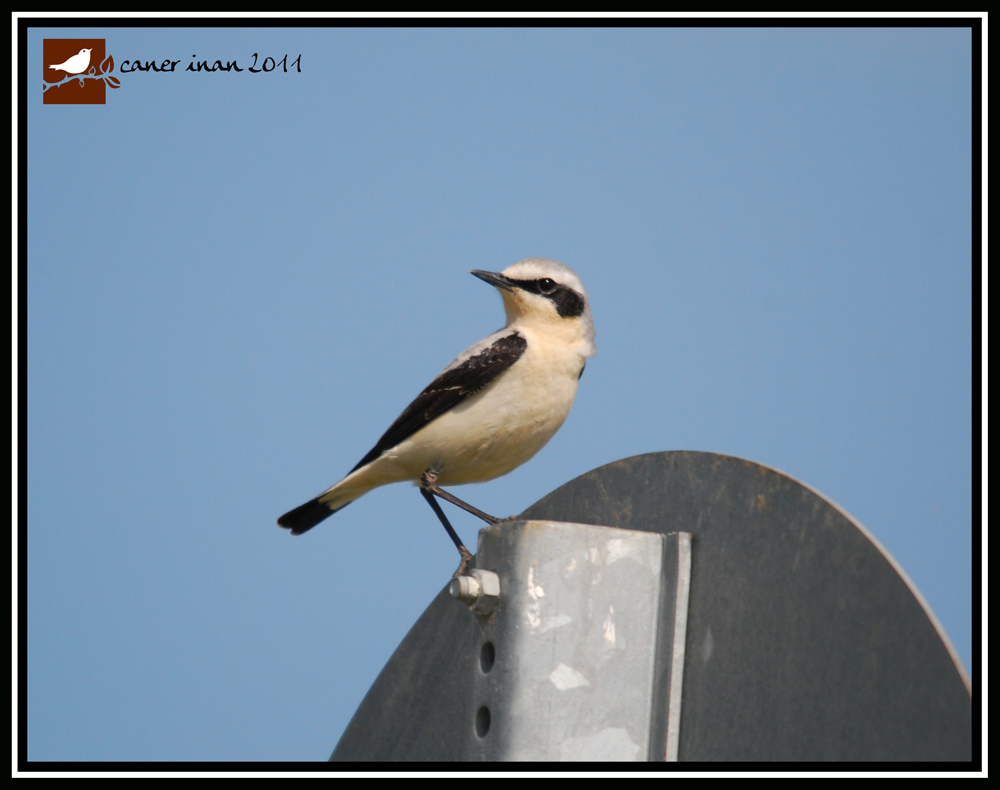 Northern Wheatear