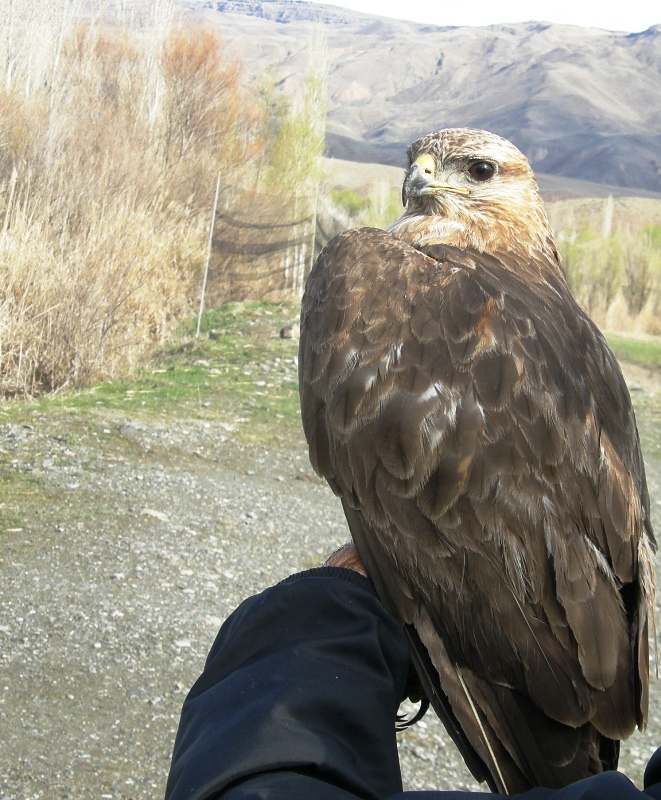 Common Buzzard