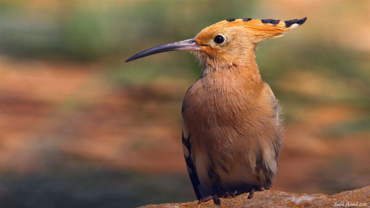 Common Hoopoe