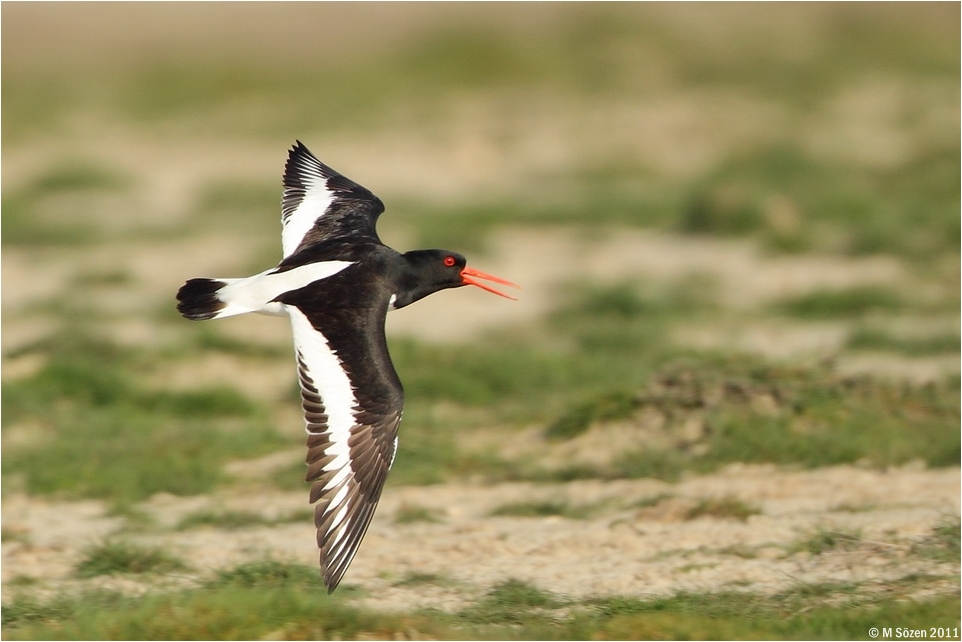 Eurasian Oystercatcher