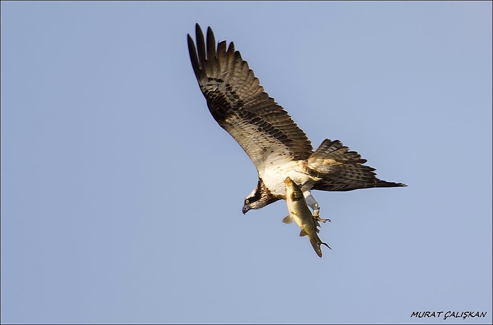 Osprey