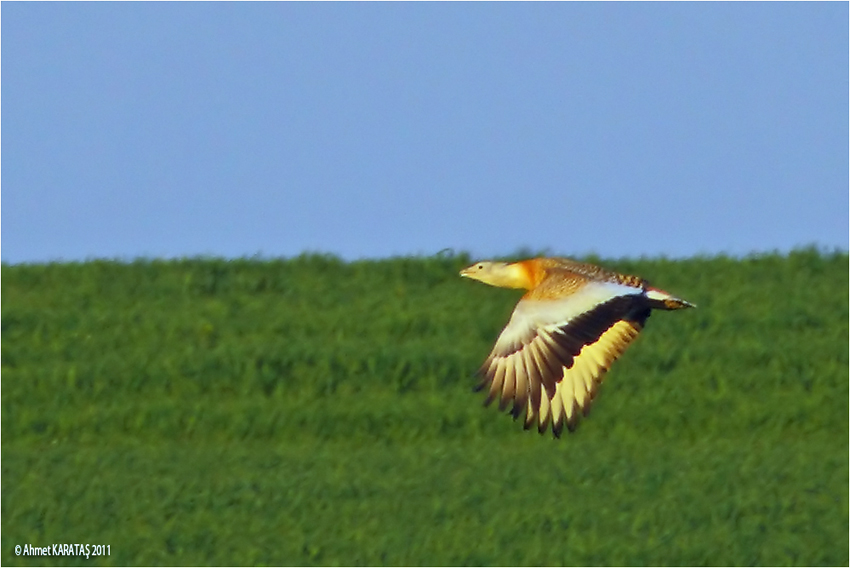 Great Bustard