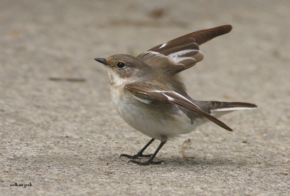 European Pied Flycatcher
