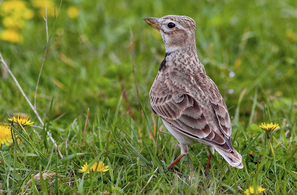 Calandra Lark