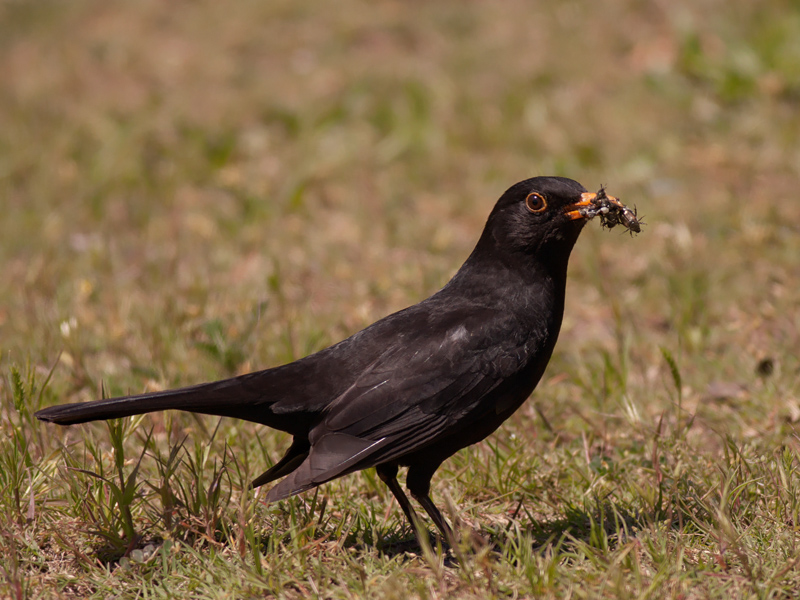 Common Blackbird