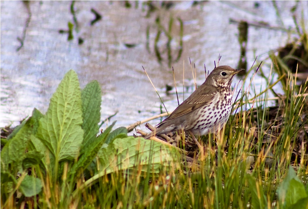 Song Thrush
