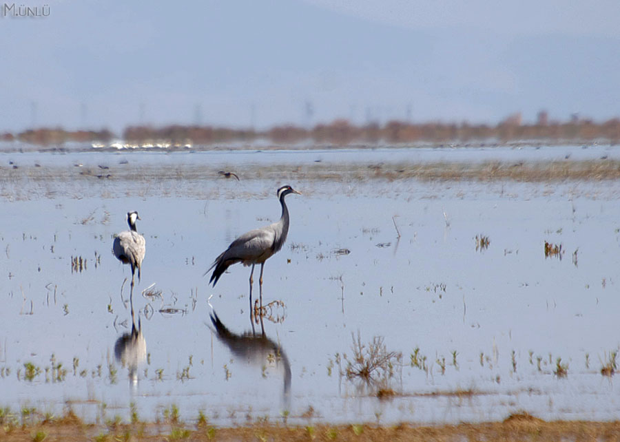 Demoiselle Crane