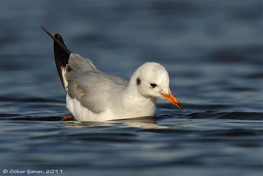 Black-headed Gull