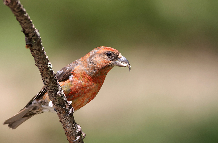 Red Crossbill