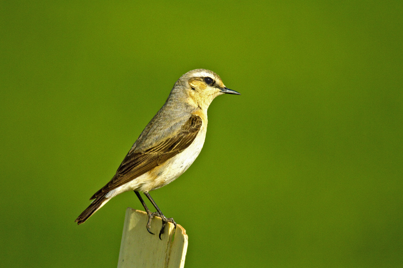 Northern Wheatear