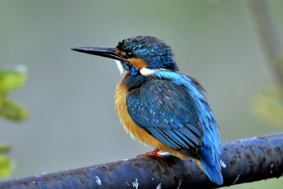 Common Kingfisher