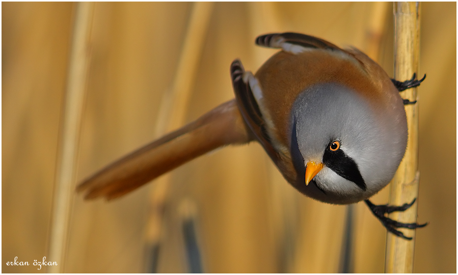 Bearded Reedling