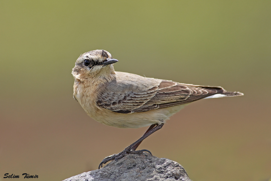 Northern Wheatear