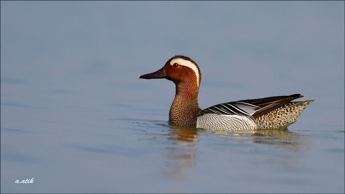 Garganey