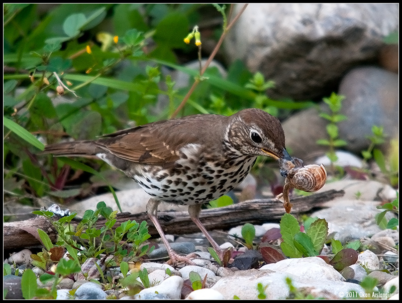 Song Thrush
