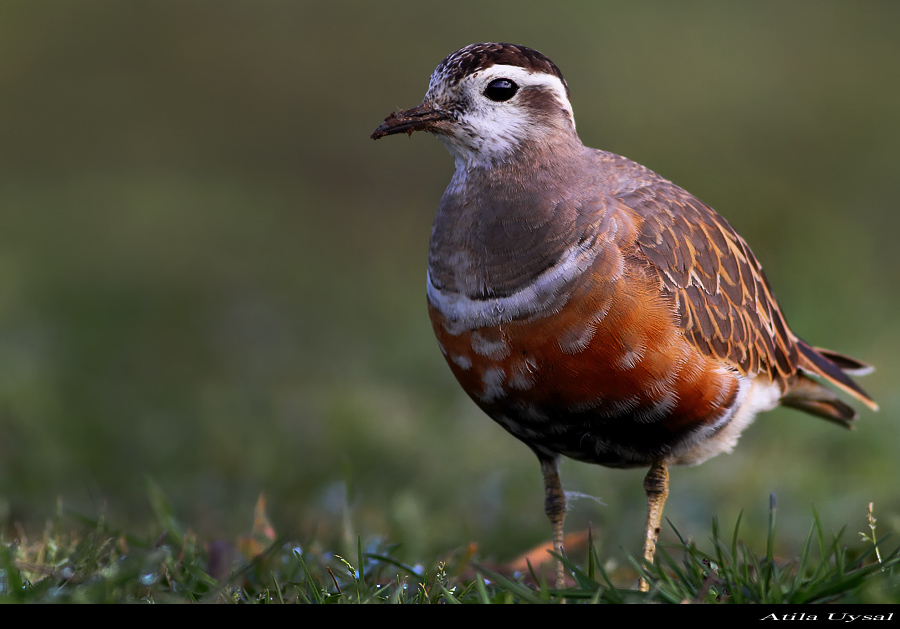 Eurasian Dotterel
