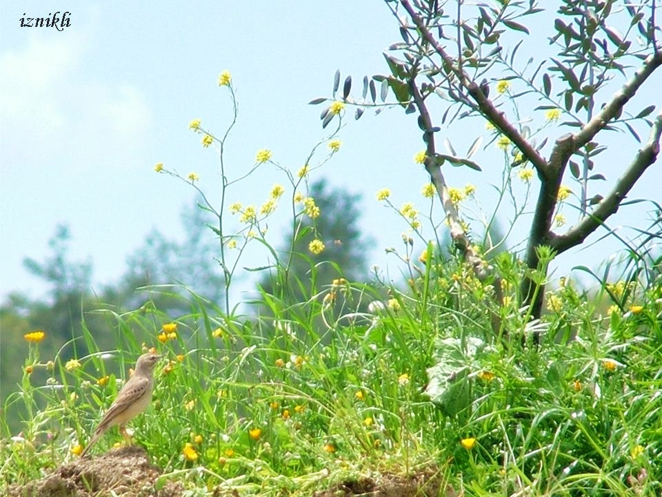 Tawny Pipit