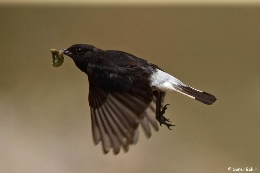 Mourning Wheatear