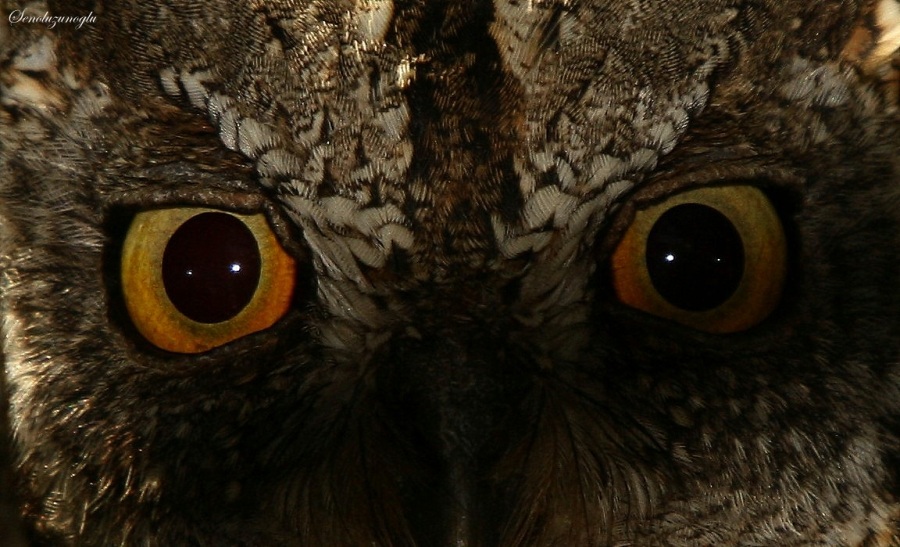 Eurasian Scops Owl
