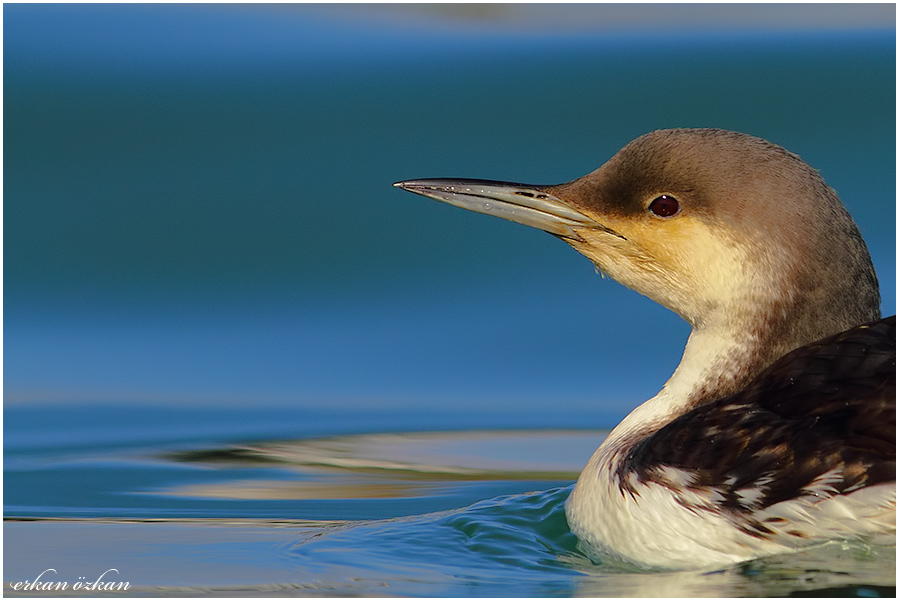 Black-throated Loon