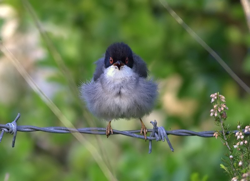 Sardinian Warbler
