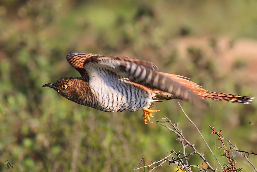 Common Cuckoo