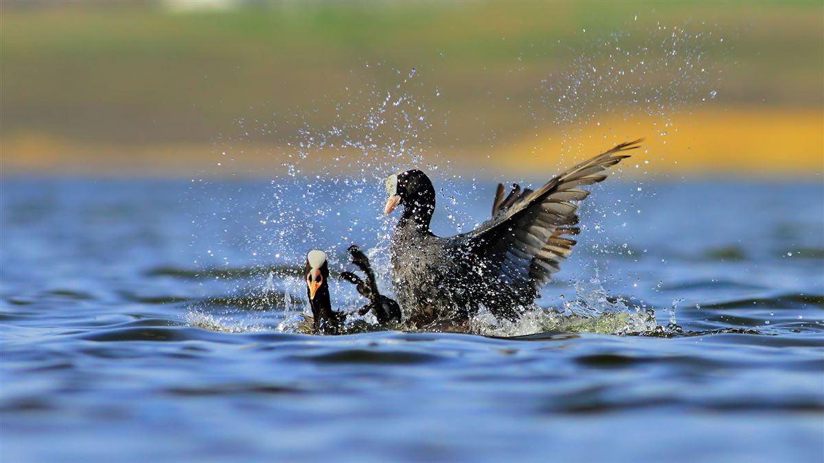 Eurasian Coot