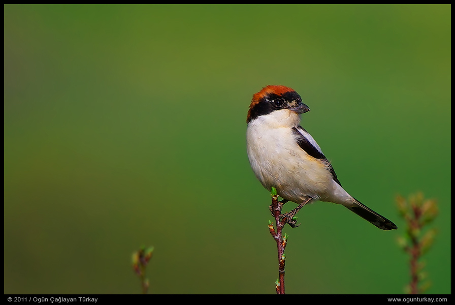 Woodchat Shrike