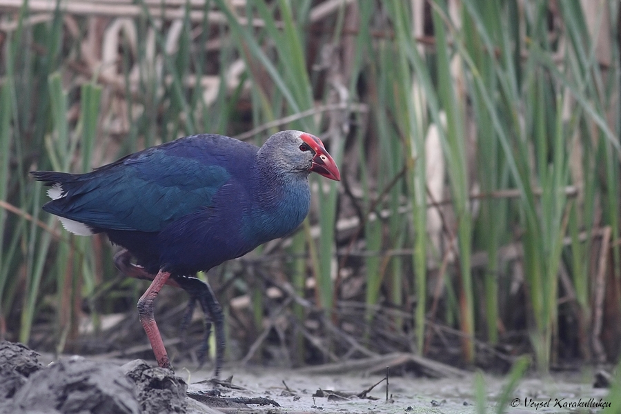 Grey-headed Swamphen
