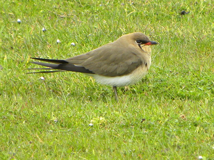 Collared Pratincole