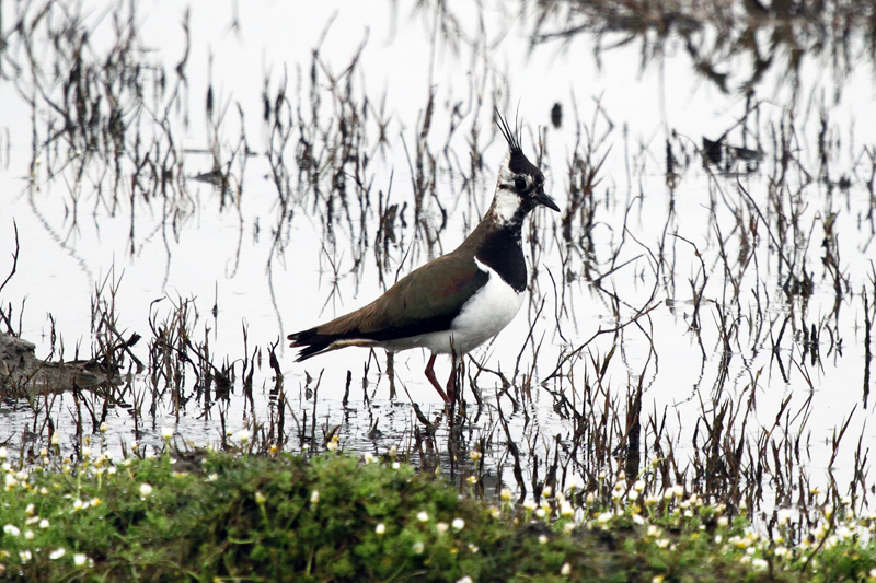 Northern Lapwing