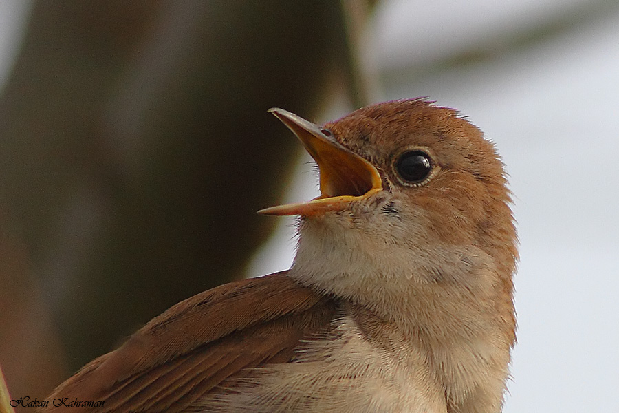Common Nightingale