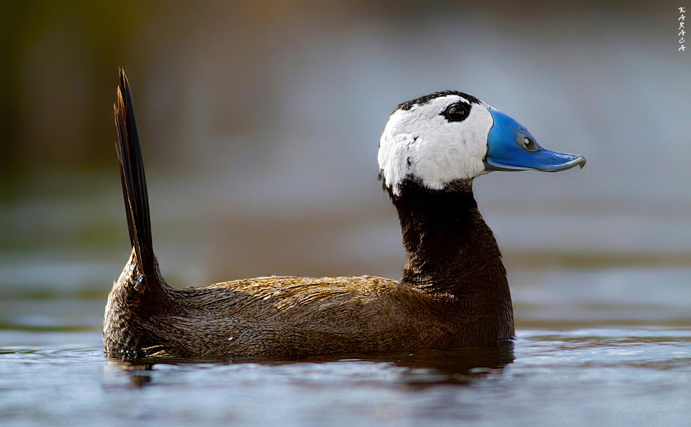 White-headed Duck