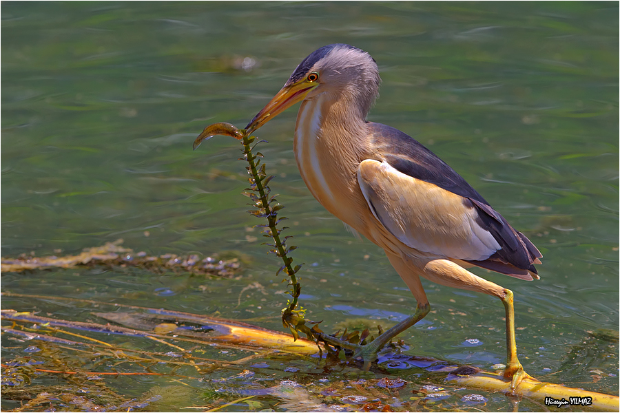 Little Bittern