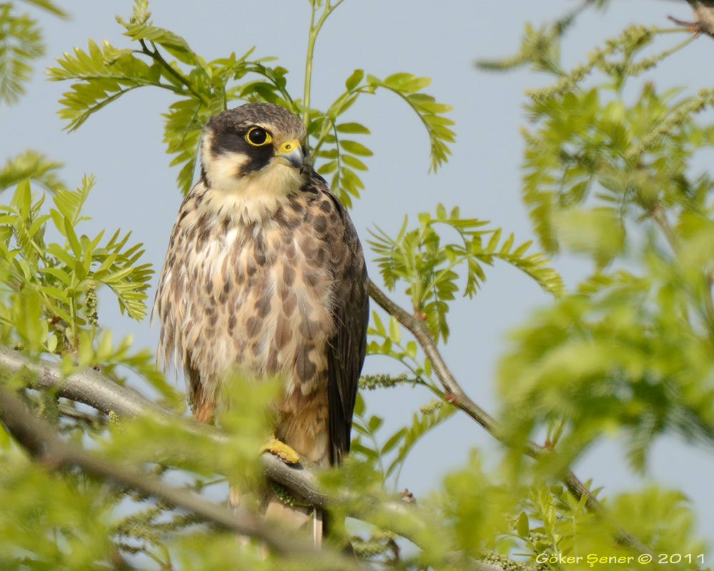 Eurasian Hobby
