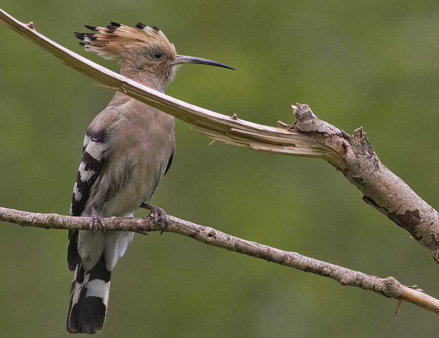 Common Hoopoe