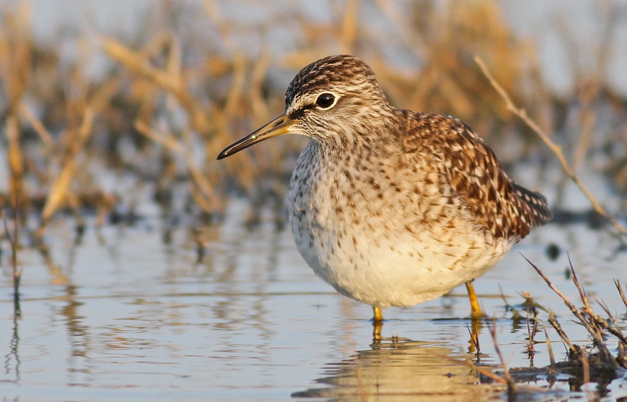 Wood Sandpiper