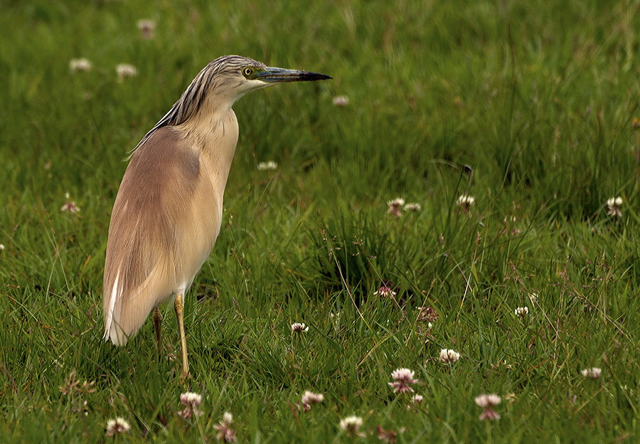 Squacco Heron