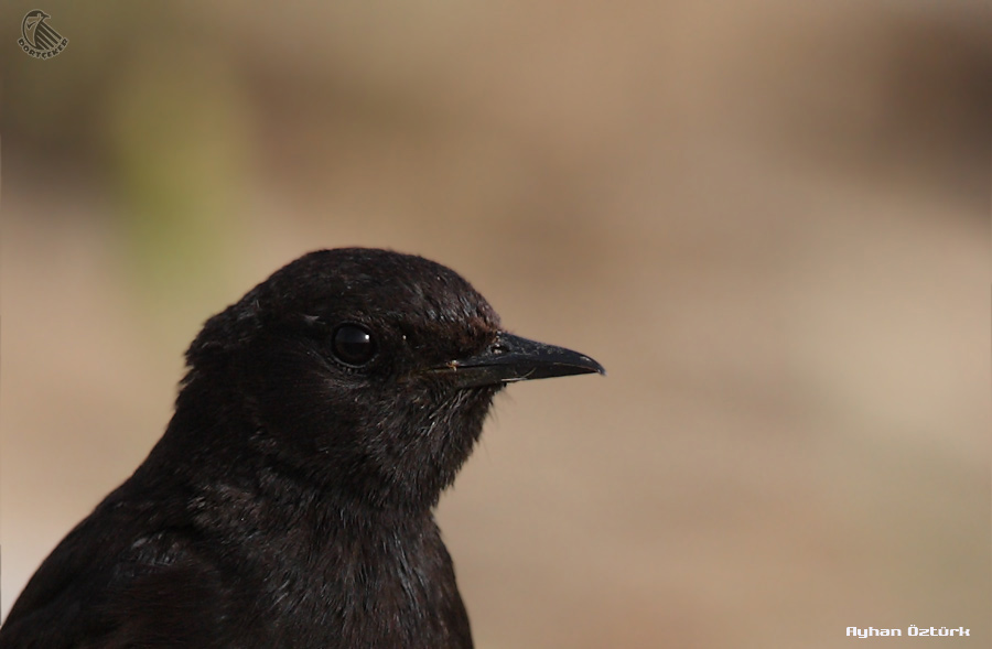 Mourning Wheatear